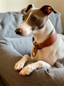 Custom Leather Martingale Dog Collar, Luxury Martingale Dog Collar, Personalized Dog Collar