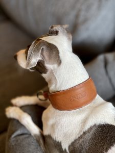 Custom Leather Martingale Dog Collar, Luxury Martingale Dog Collar, Personalized Dog Collar
