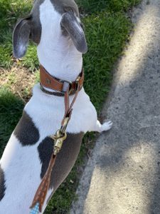 Custom Leather Martingale Dog Collar, Luxury Martingale Dog Collar, Personalized Dog Collar