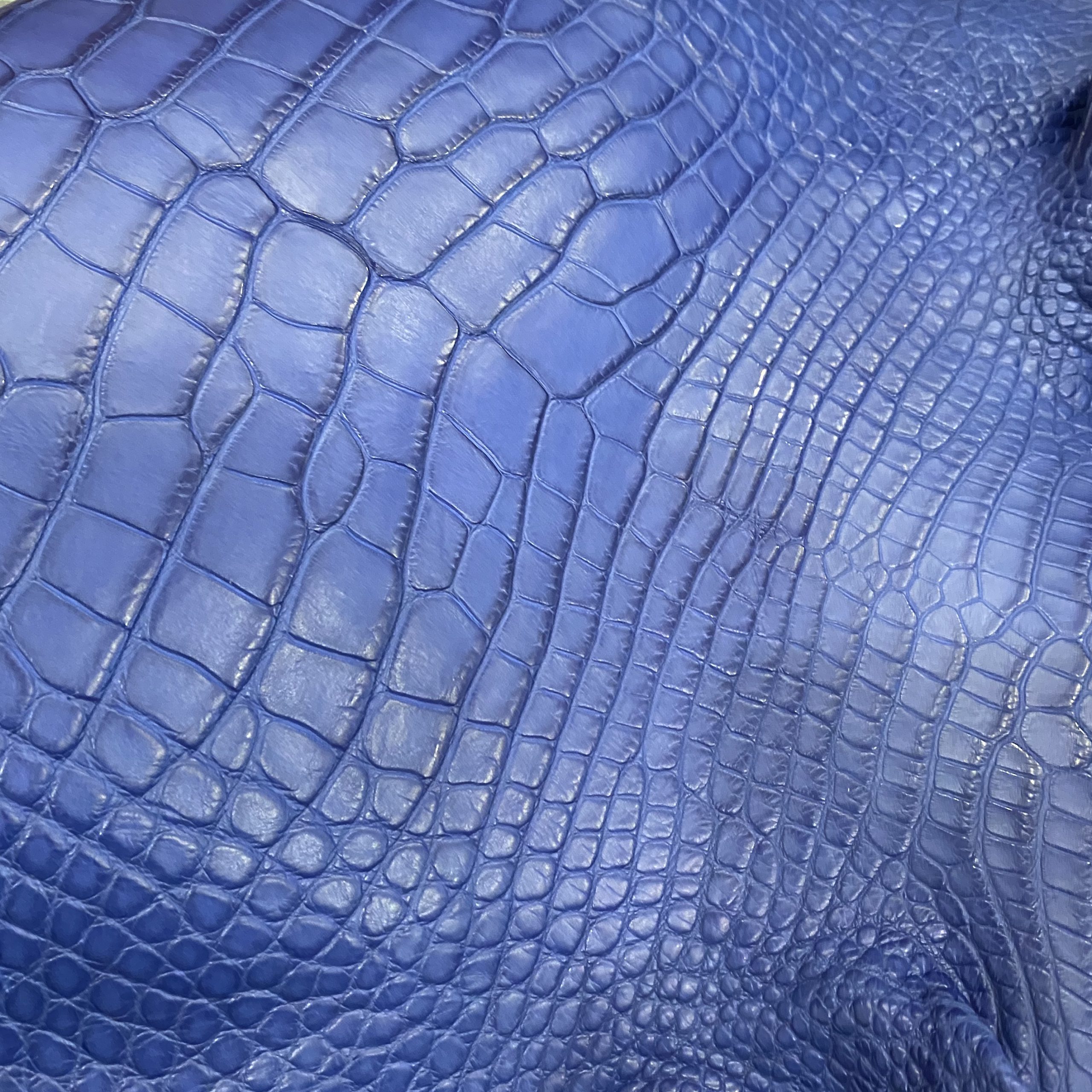 Royal Blue Millenium Alligator